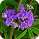 Vitex Agnus-Castus